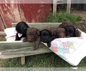 Labradoodle Litter for sale in CEDAR HILL, TX, USA