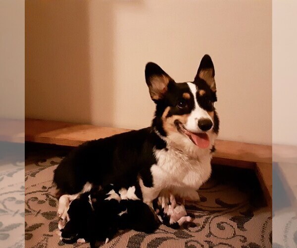 Medium Photo #1 Pembroke Welsh Corgi Puppy For Sale in OAKLAND, CA, USA