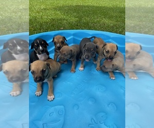 American Bully Litter for sale in ANGIE, LA, USA