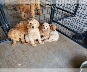 Goldendoodle Litter for sale in WEST PLAINS, MO, USA