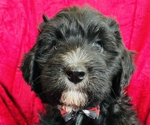 Sheepadoodle Litter for sale in NEW VIENNA, OH, USA