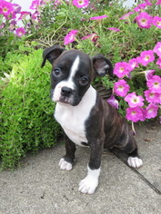 Boxer Litter for sale in DANVILLE, OH, USA