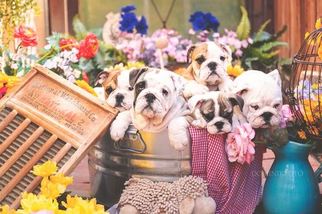 Bulldog Litter for sale in APPLE VALLEY, CA, USA