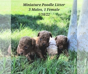 Poodle (Toy) Litter for sale in SHIPSHEWANA, IN, USA