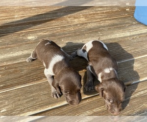 German Shorthaired Pointer Litter for sale in BATESVILLE, IN, USA