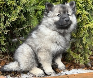Keeshond Litter for sale in VANCOUVER, WA, USA