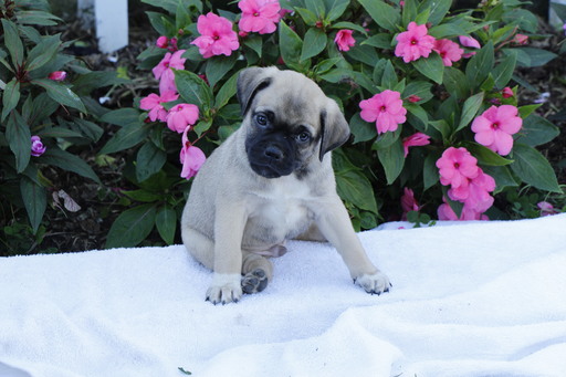 Medium Photo #1 Jug Puppy For Sale in SHIPPENSBURG, PA, USA