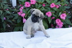 Small Photo #1 Jug Puppy For Sale in SHIPPENSBURG, PA, USA