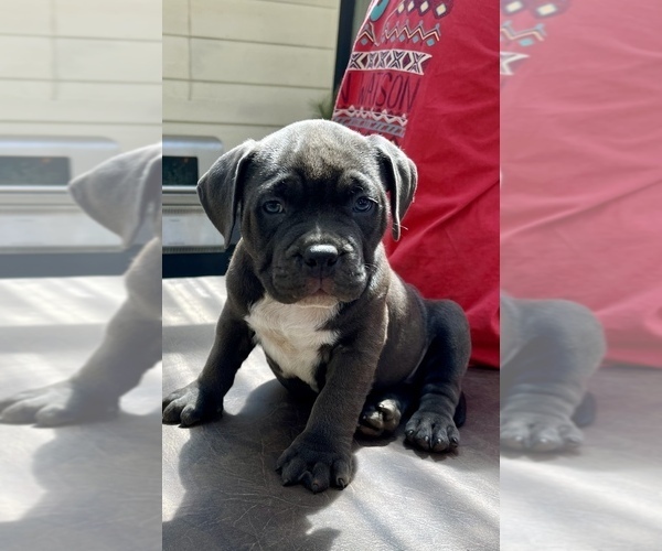Medium Photo #1 American Bully Puppy For Sale in SALEM, OR, USA