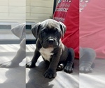 Small Photo #1 American Bully Puppy For Sale in SALEM, OR, USA