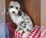 Small Photo #1 Bernedoodle (Miniature) Puppy For Sale in COLORADO SPRINGS, CO, USA