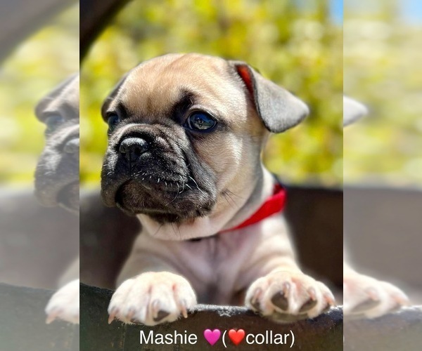 Medium Photo #1 French Bulldog Puppy For Sale in VACAVILLE, CA, USA