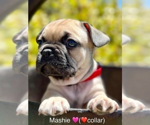 French Bulldog Litter for sale in VACAVILLE, CA, USA