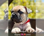 Small Photo #1 French Bulldog Puppy For Sale in VACAVILLE, CA, USA