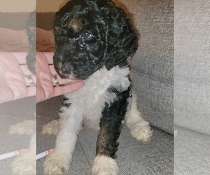 Poodle (Standard) Litter for sale in PORTLAND, OR, USA