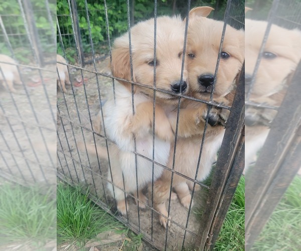 Medium Photo #1 Golden Retriever Puppy For Sale in BENTON, IL, USA
