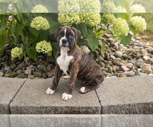 Boxer Litter for sale in MILLERSBURG, OH, USA
