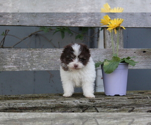 Ewokian Litter for sale in EVART, MI, USA