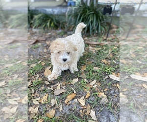 Maltese-Poodle (Toy) Mix Litter for sale in CITRUS SPGS, FL, USA