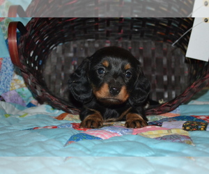 Dachshund Litter for sale in GREENWOOD, WI, USA