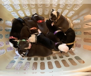 Olde English Bulldogge Litter for sale in LEITCHFIELD, KY, USA
