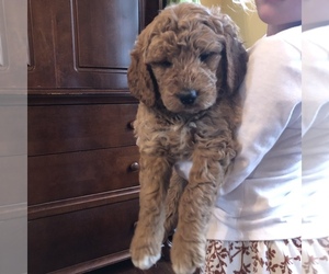 Goldendoodle-Poodle (Miniature) Mix Litter for sale in HUNTLY, VA, USA