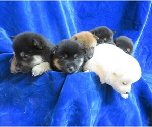 Shiba Inu Litter for sale in NORWOOD, MO, USA