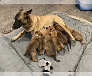 Belgian Malinois Litter for sale in PERRIS, CA, USA