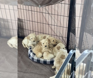 Goldendoodle Litter for sale in LUFKIN, TX, USA