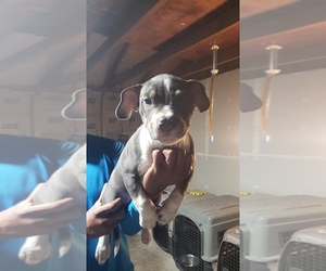 American Bully Litter for sale in PORTSMOUTH, VA, USA