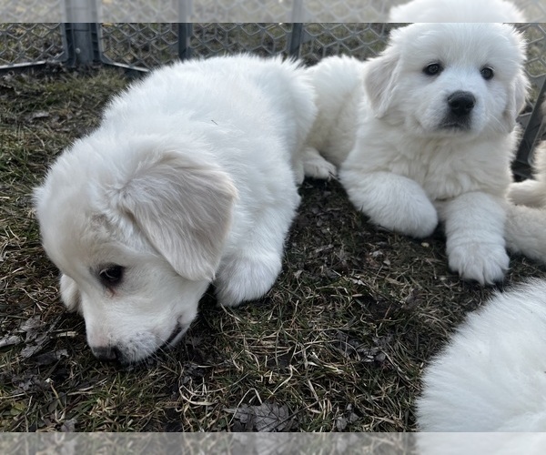 Medium Photo #1 Great Pyrenees Puppy For Sale in NEW BOSTON, MI, USA