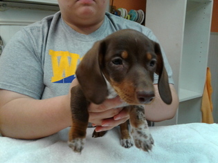 Dachshund Litter for sale in WOOSTER, OH, USA