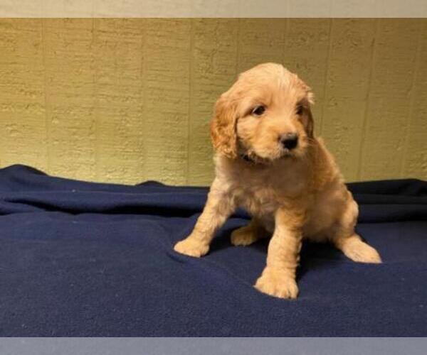 Medium Photo #1 Goldendoodle Puppy For Sale in CARROLL VALLEY, PA, USA