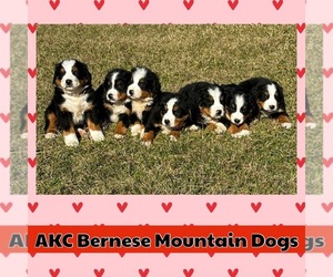 Bernese Mountain Dog Litter for sale in GROVETON, TX, USA