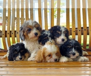 Cavapoo Litter for sale in FRYTOWN, IA, USA