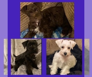 Schnauzer (Miniature) Litter for sale in COLLEGE STATION, TX, USA