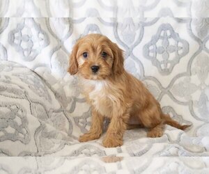 Cavapoo Litter for sale in BALTIC, OH, USA