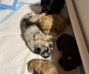 Aussiedoodle Miniature  Litter for sale in HARDY, VA, USA