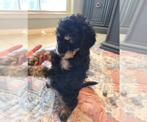 Aussiedoodle Litter for sale in GEORGETOWN, TX, USA