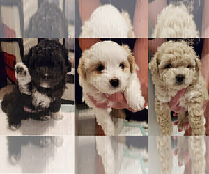 Poodle (Toy)-Shiranian Mix Litter for sale in OLATHE, KS, USA