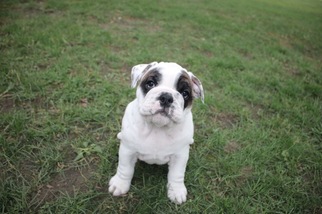 Bulldog Litter for sale in BROOKFIELD, WI, USA