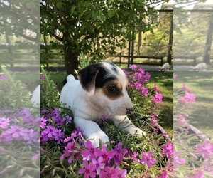 Jack Russell Terrier Litter for sale in MABLETON, GA, USA