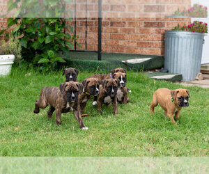 Boxer Litter for sale in VICI, OK, USA
