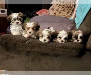Lhasa Apso Litter for sale in WARSAW, IN, USA