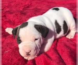 American Staffordshire Terrier Litter for sale in HAZLEHURST, GA, USA