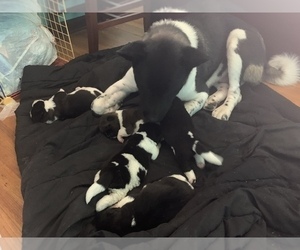 Akita Litter for sale in CLEVELAND, OH, USA