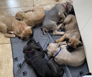 Cane Corso Litter for sale in SOULSBYVILLE, CA, USA