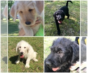 Labradoodle Litter for sale in GAINESVILLE, TX, USA