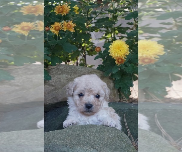 Medium Photo #1 Poodle (Toy) Puppy For Sale in NAPPANEE, IN, USA