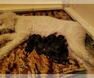 Bernedoodle Litter for sale in ANDERSON, SC, USA